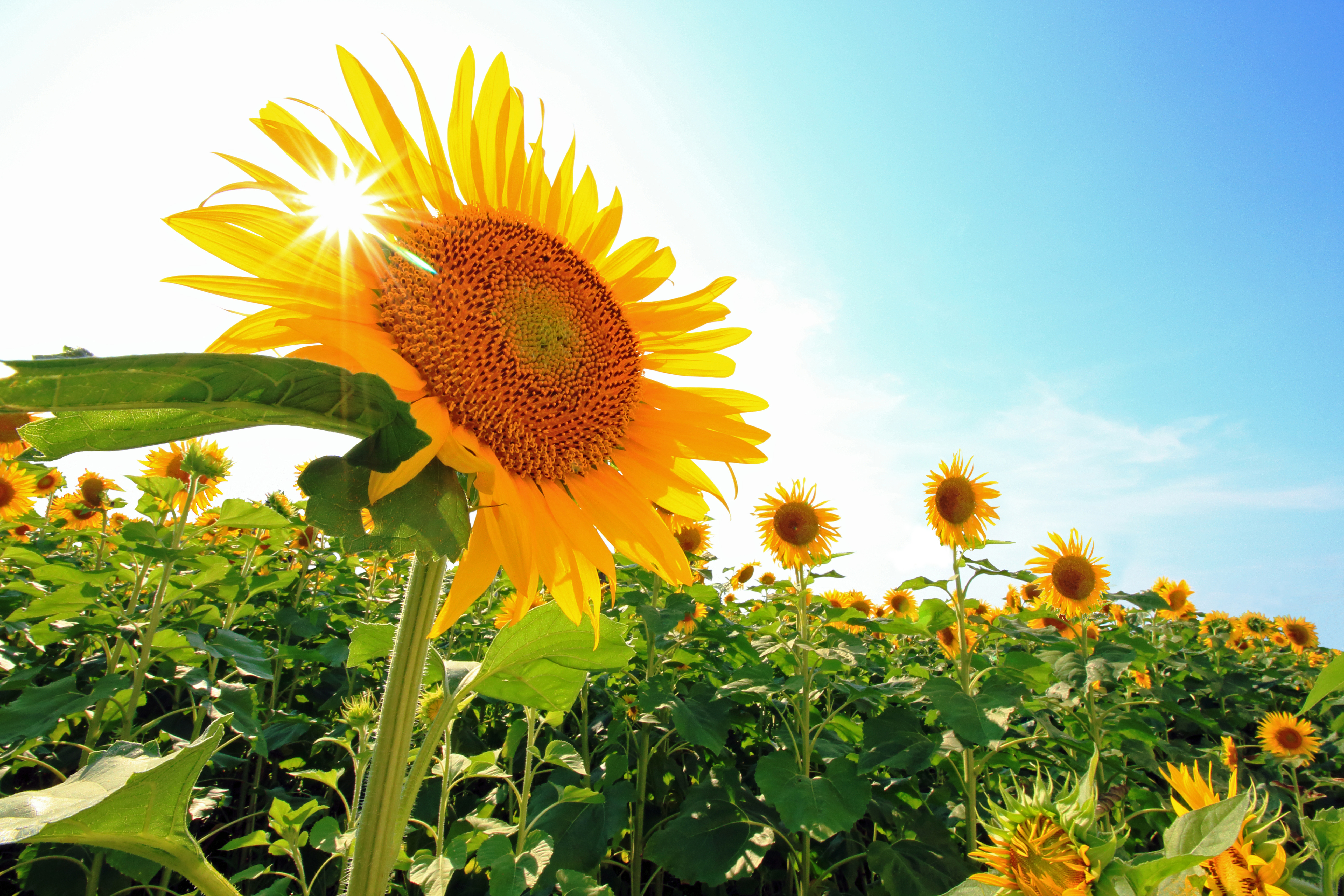 すこやかな髪のための夏の皮脂対策