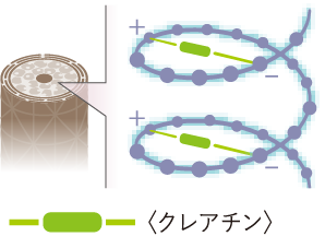 クレアチン