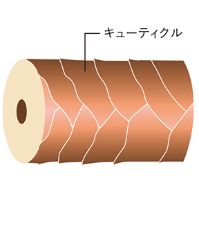 セルサー ミライン 香り