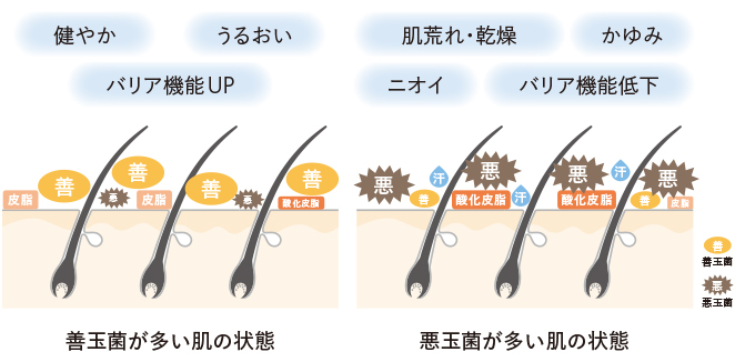 血行イラスト