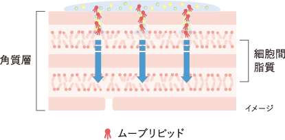 角質層図